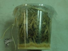 Drosophila gro� ( 500ml Dose )