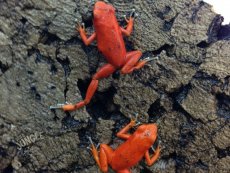 Oophaga pumilio Nancy