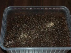 Tropische Springschw�nze ( Collembola )