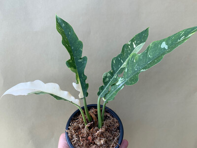 Philodendron Ring Of Fire Ableger