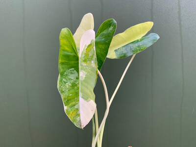 Philodendron Burle Marx Variegata Ableger Raritt