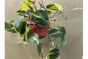 Philodendron scandens Brasil hanging basket