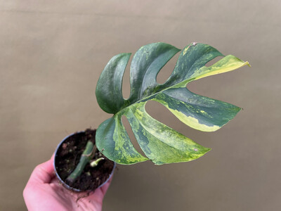 Rhaphidophora tetrasperma aurea variegata Nr. 1