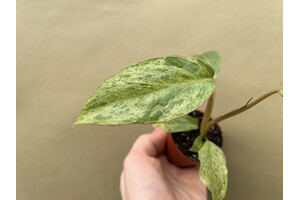 Philodendron Paraiso Verde variegata Babyplant