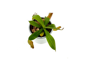 Nepenthes spec. Borneo Mini