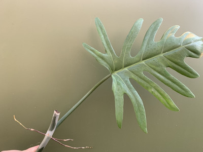 Philodendron elegans Ableger