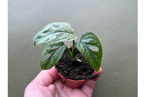 Monstera adansonii Mint Babyplant