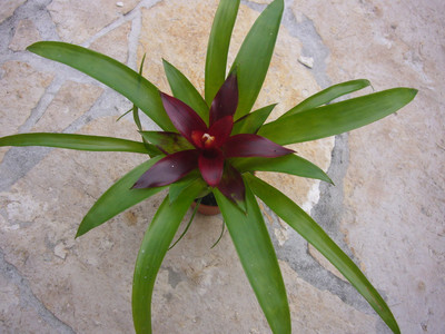 Guzmania morada, 4,90 €