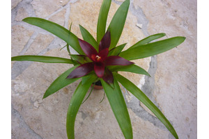 Guzmania spec. Lila (bromelie)