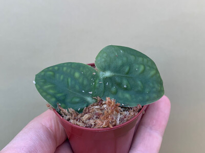 Rapidophora celatocaulis Cutting