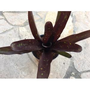 Neoregelia green pointed mini