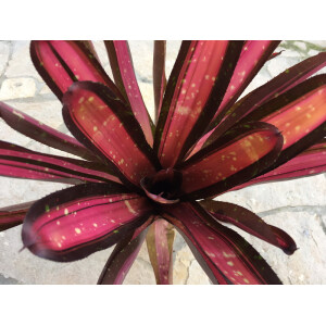 Neoregelia kahala dawn