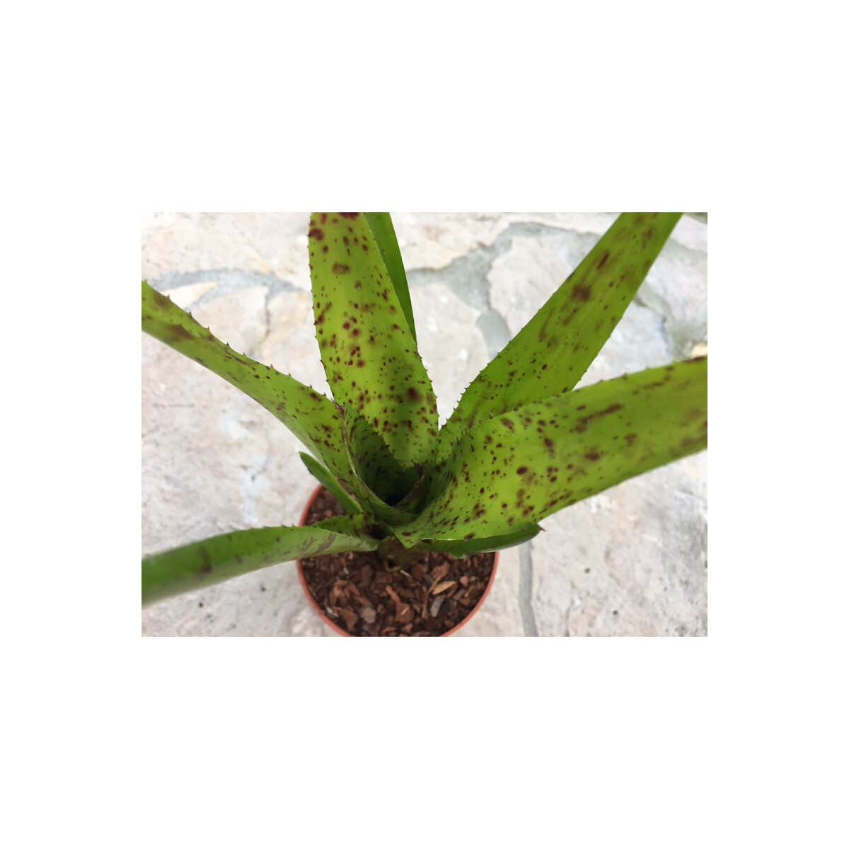 Neoregelia high green