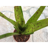 Neoregelia high green