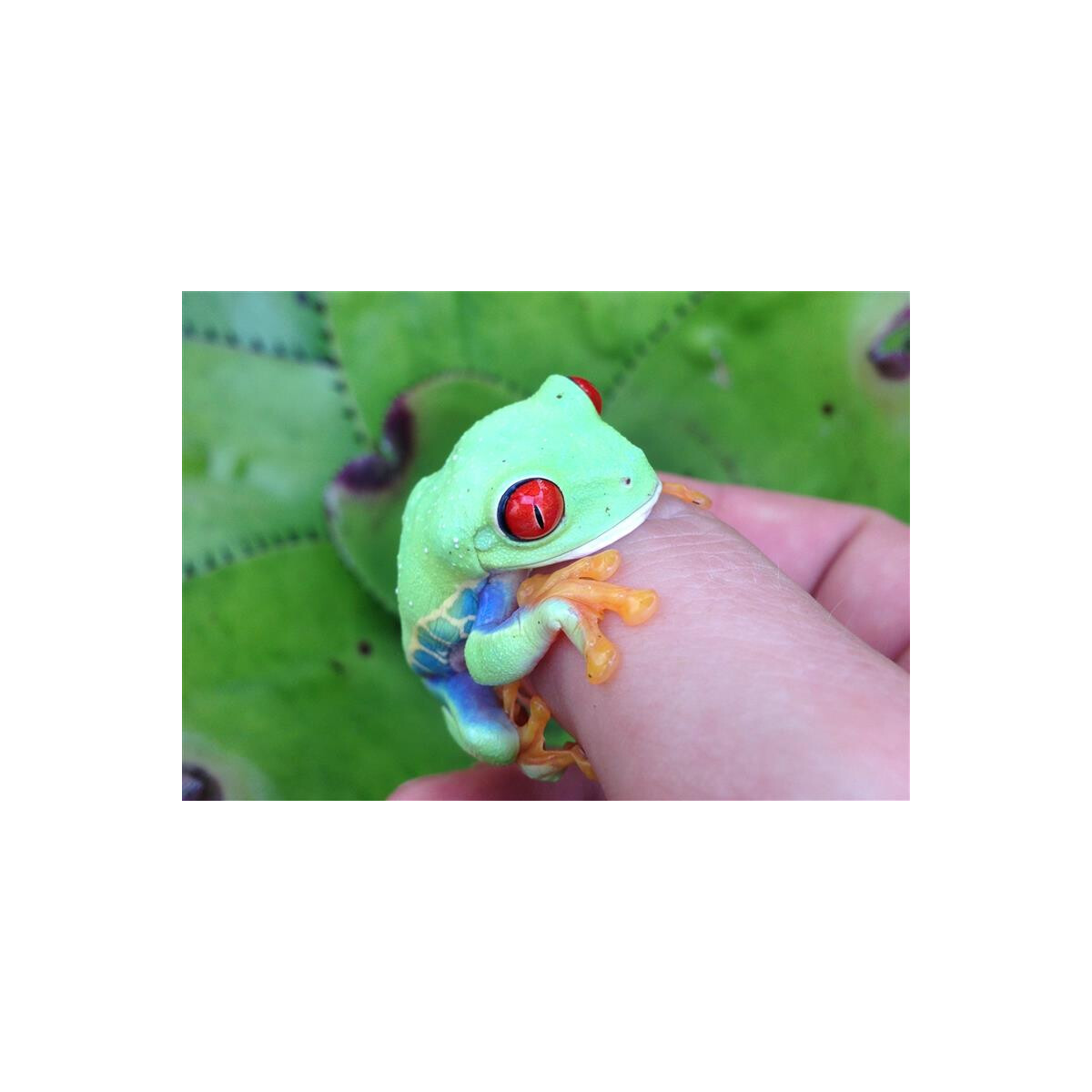 Agalychnis callidryas Rotaugenlaubfrosch Pärchen