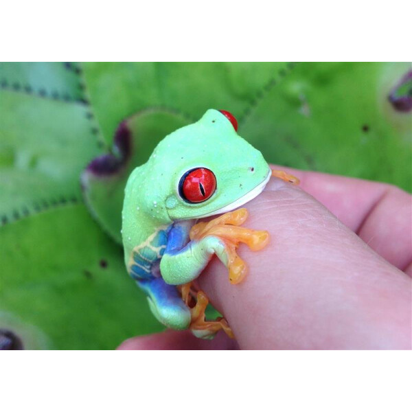 Agalychnis callidryas Rotaugenlaubfrosch Pärchen
