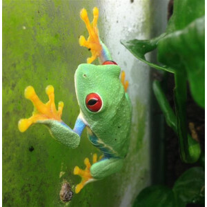 Agalychnis callidryas Rotaugenlaubfrosch Pärchen