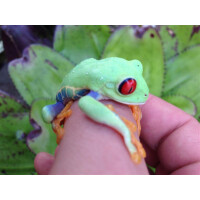 Agalychnis callidryas Rotaugenlaubfrosch Pärchen