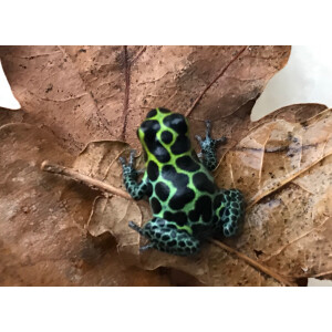 Ranitomeya imitator nominat