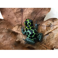 Ranitomeya imitator nominat