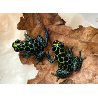 Ranitomeya imitator nominat