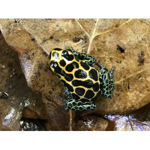 Ranitomeya imitator Tarapoto