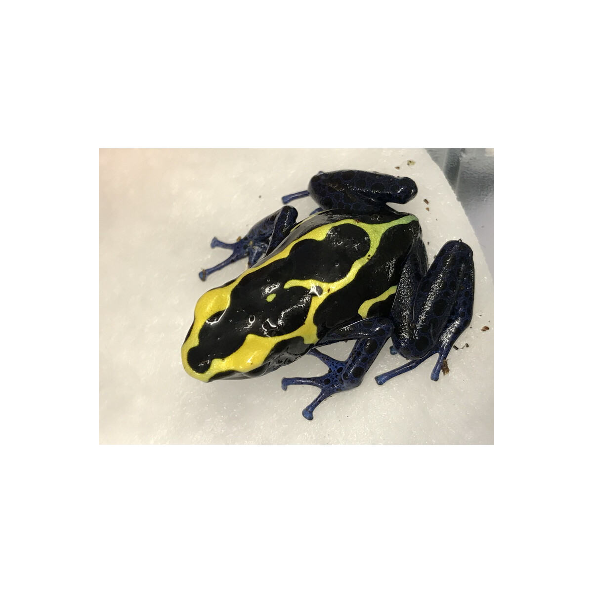 Junges Paar Dendrobates tinctorius nominat