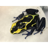 Junges Paar Dendrobates tinctorius nominat