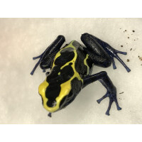 Junges Paar Dendrobates tinctorius nominat