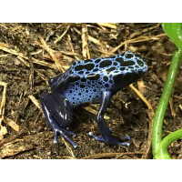 Junges Pärchen Dendrobates azureus