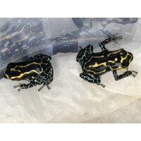 Ranitomeya imitator Baja Huallaga