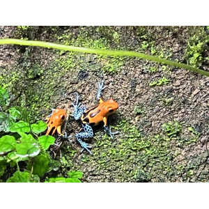 Ranitomeya imitator Jeberos