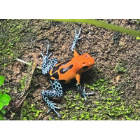 Ranitomeya imitator Jeberos