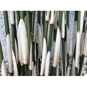 Gestreifter Bambus (white/green) 2 Stück 50cm