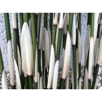 Gestreifter Bambus (white/green) 2 Stück 50cm