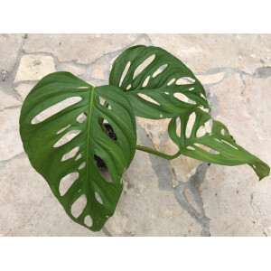Monstera adansonii