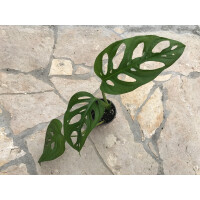 Monstera adansonii