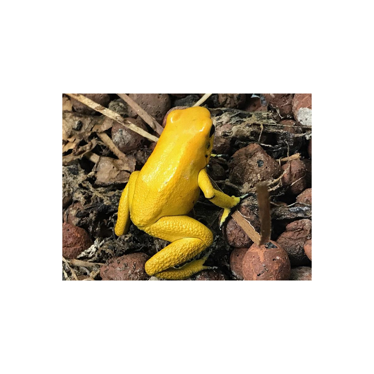 Phyllobates terribilis gelb Pärchen 1,1