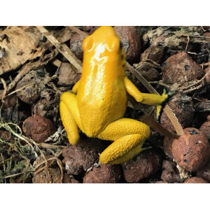 Phyllobates terribilis gelb Pärchen 1,1