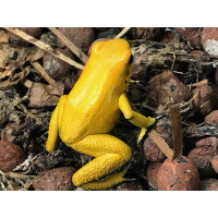 Phyllobates terribilis gelb Pärchen 1,1