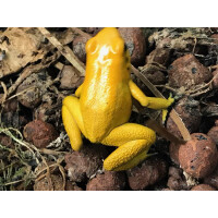 Phyllobates terribilis gelb Pärchen 1,1