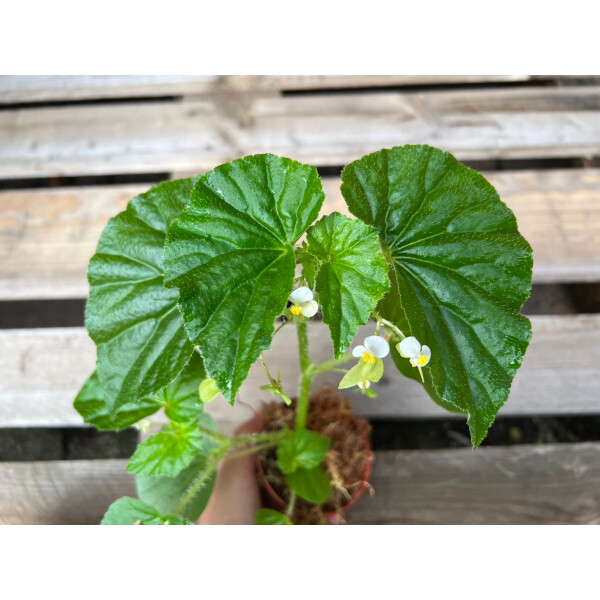 NEUE Begonia spec. Madagaskar