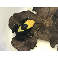 Dendrobates tinctorius Black Saül