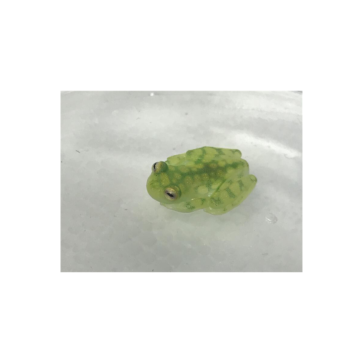 Hyalinobatrachium valeroi