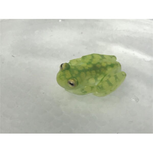 Hyalinobatrachium valeroi