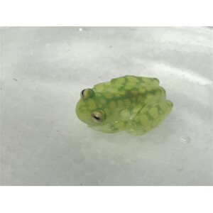 Hyalinobatrachium valeroi