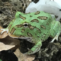 Pacmanfrog Ceratophrys ornata Schmuckhornfrosch