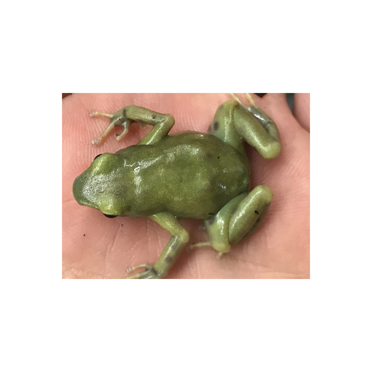 Dendrobates auratus El Oro