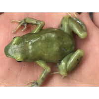 Dendrobates auratus El Oro