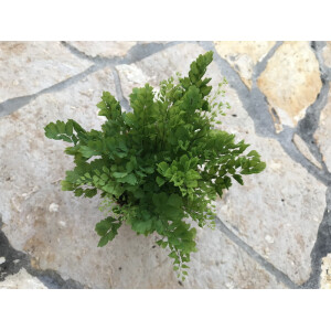 Adiantum spec. Surinam